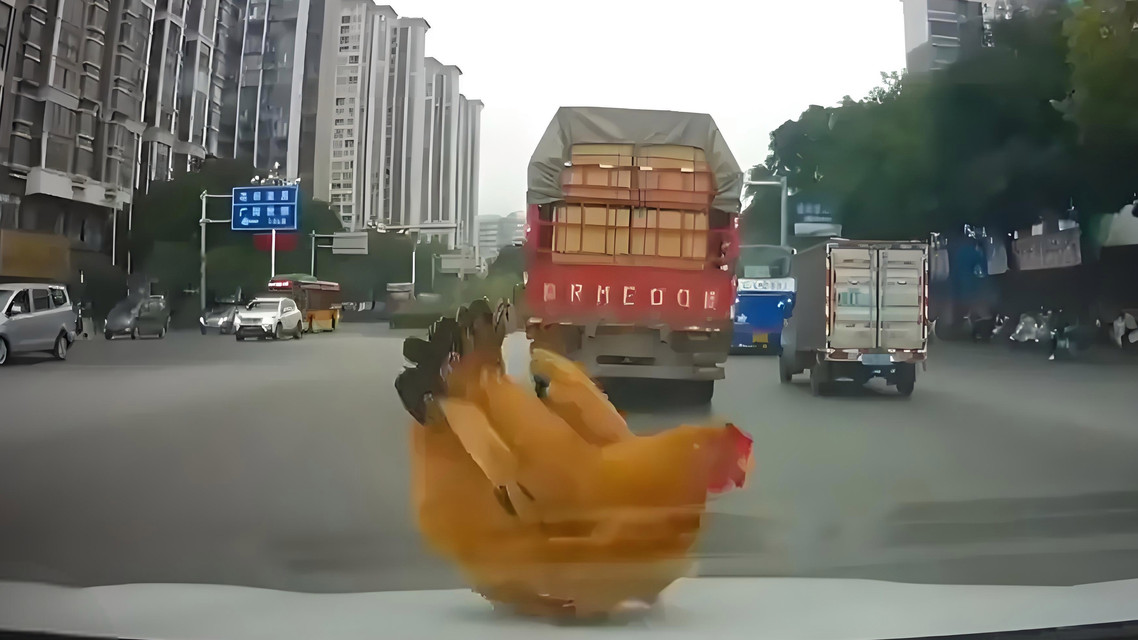 “天降活鸡”砸中引擎盖！广西女司机惊喜尖叫，网友：这是要“大吉大利”？