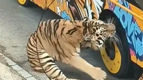 猛虎咬胎被“兄弟”劝架当场炸毛！动物园上演的这出“虎界社死现场”比电影还精彩